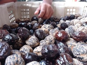 Permainan Tradisional Sunda, Ngadu Muncang: Sejarah, Alat hingga Jenis Kemiri Permainan Tradisional Sunda, Ngadu Muncang: Sejarah, Alat hingga Jenis Kemiri