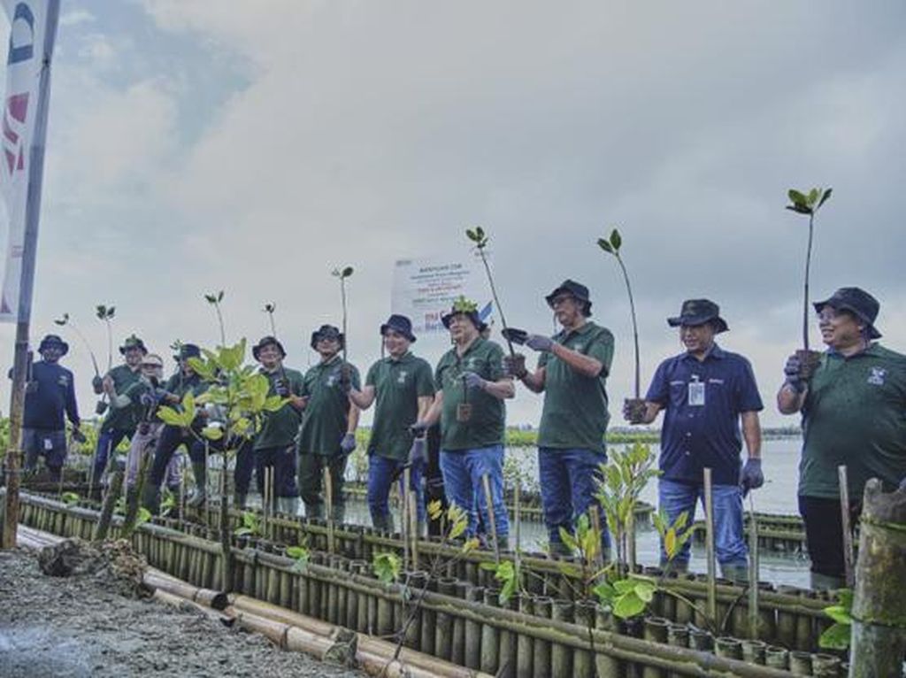 BNI-AM & BNI Tanam 2.000 Mangrove untuk Pelestarian Lingkungan di Bali
