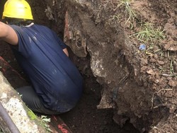 Dramatisnya Evakuasi Ular Piton yang Sedang Bertelur di Sukabumi