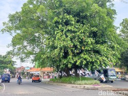 Konon, Pohon di Ciamis Ini Ikutan Tumbang Saat Soeharto Lengser