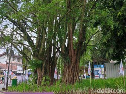 Misteri Pohon Gayam Ciamis, Konon Tumbang Saat Soeharto Lengser