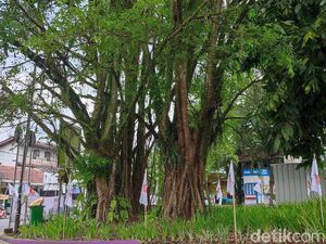 Misteri Pohon Gayam Ciamis, Konon Tumbang Saat Soeharto Lengser Misteri Pohon Gayam Ciamis, Konon Tumbang Saat Soeharto Lengser
