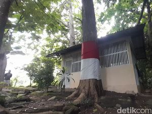 Melihat 4 Pohon Jati Raksasa di Tanah Keramat Desa Cisampih Sumedang