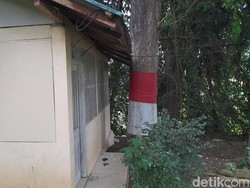 Empat Pohon Jati Raksasa, Peninggalan Langka di Jatigede Sumedang