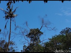 Ngeri! Potongan Tubuh Nyangkut di Pohon Dekat Lokasi Ledakan Petasan Blitar