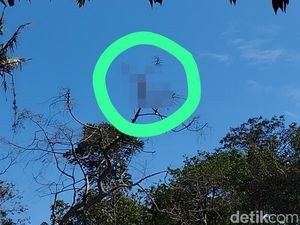 Ada Potongan Tubuh Nyangkut di Pohon Dekat Lokasi Ledakan Petasan Blitar