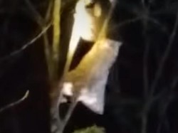 Horor Wanita Hilang di Kalsel Ditemukan Kesurupan di Atas Pohon