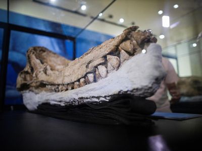 Tengkorak Paus Sperma Prasejarah Ditemukan di Gurun Peru, Begini Wujudnya