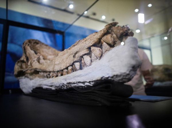 Tengkorak Paus Sperma Prasejarah Ditemukan di Gurun Peru, Begini Wujudnya