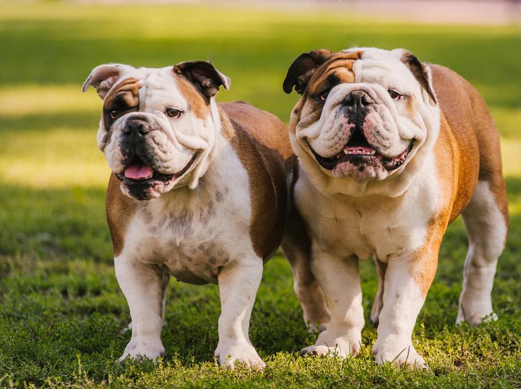 Anjing Kecil Punya Harapan Hidup Lebih Lama Dibandingkan yang Besar, Kok Bisa? Anjing Kecil Punya Harapan Hidup Lebih Lama Dibandingkan yang Besar, Kok Bisa?
