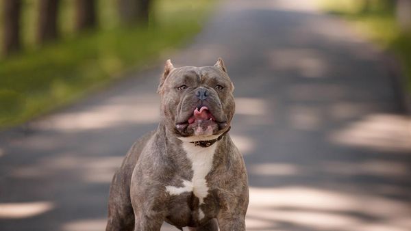 5 Fakta Menarik tentang Si Sangar Bulldog