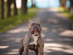 Anjing Kekar Ini Terlarang di Inggris