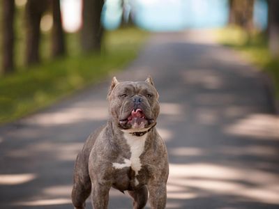 5 Fakta Menarik tentang Si Sangar Bulldog