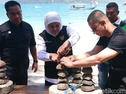 Gubernur Khofifah Transplantasi Terumbu Karang di Pantai Mutiara Trenggalek