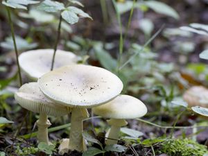 Ilmuwan Temukan Penawar untuk Jamur Paling Mematikan di Dunia