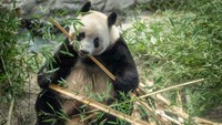 Terpopuler: 2 Panda Kembar Jepang Dikembalikan ke China