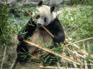 Setelah 23 Tahun, Panda di AS Pulang Kampung ke China