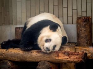 Ilmuwan Ungkap Alasan Mengapa Panda Gemar Berguling Ilmuwan Ungkap Alasan Mengapa Panda Gemar Berguling