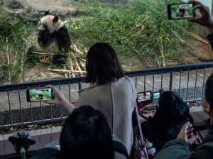Jepang Pulangkan Panda Raksasa ke China, Pengunjung Serbu Kebun Binatang