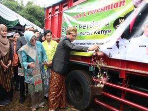 Terus Menggeliat, BUMDesa Ekspor Buncis dan Kentang ke Singapura