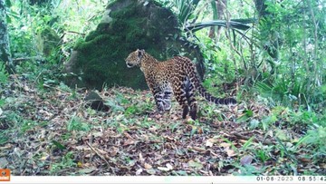 Dua Hewan Predator Terbesar di Jawa, Legenda yang Menuju Punah