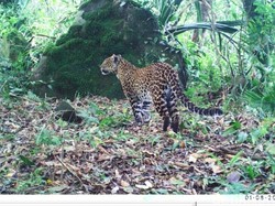 Dua Hewan Predator Terbesar di Jawa, Legenda yang Menuju Punah