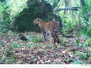 Dua Hewan Predator Terbesar di Jawa, Legenda yang Menuju Punah Dua Hewan Predator Terbesar di Jawa, Legenda yang Menuju Punah