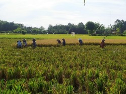 Panen Raya, Harga Gabah Turun Jadi Rp 5.300 per Kilogram