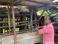 Jagal Kambing yang Sisakan Jeroan di Depok Kabur Tanpa Jejak