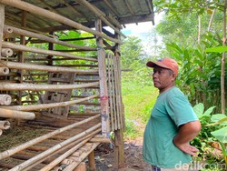 Kesekian Kali Kambing Warga Depok Dicuri tapi Tersisa Jeroannya