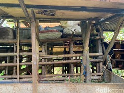 Pencuri Remaja Jagal Kambing di Depok, Dipergoki Saat Keluarkan Jeroan