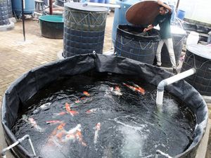 Bisnis Ikan Koi Masih Laku?