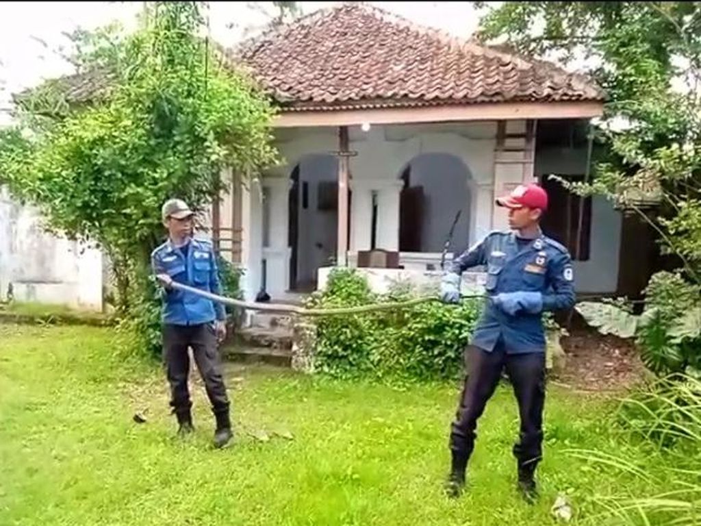 Penampakan King Cobra 2 Meter yang Ditemukan Bocah Lebak Penampakan King Cobra 2 Meter yang Ditemukan Bocah Lebak