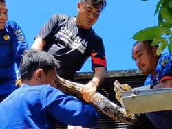 Teror Ular di Perumahan Permai Mataram, Piton Merayap ke Atap Rumah Warga