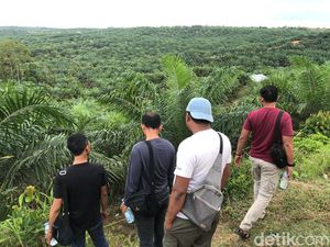 Dikira Babi Hutan, Pria Pencari Brondolan Sawit Tewas Ditembak Pemburu