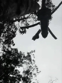 Campur Tangan Tuhan hingga Berhasilnya Evakuasi Kapolda Jambi Cs