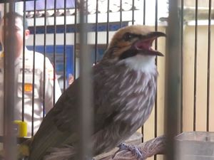 Sule & Gojret Dibekuk Polisi Gegara Curi Burung Cucak Rowo! Sule & Gojret Dibekuk Polisi Gegara Curi Burung Cucak Rowo!