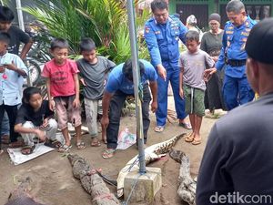 Polisi Amankan 6 Buaya yang Ditangkap Warga