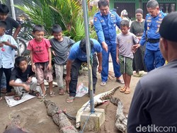 Polisi Amankan 6 Buaya yang Ditangkap Warga