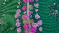 Lanskap Indah Sakura yang Bermekaran di Tengah Kebun Teh