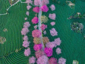 Lanskap Indah Sakura yang Bermekaran di Tengah Kebun Teh