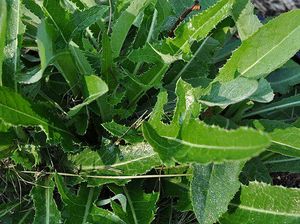 Manfaat Daun Tempuyung dan Cara Aman Mengonsumsinya