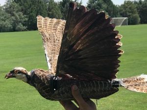 Canggih! China Punya Drone Pengintai Berbentuk Burung