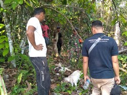 3 Ekor Kambing Warga Aceh Timur Diduga Dimangsa Harimau