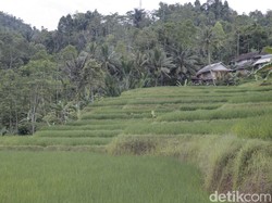 2 Bintang Ini Bukan Bintang Biasa bagi Desa Adat Sinar Resmi