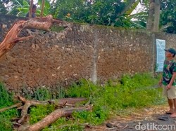 Duarr! Petir Sambar Pohon Jati hingga Terbelah di Mlese Klaten