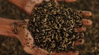 Melihat Budi Daya Maggot di Tegal