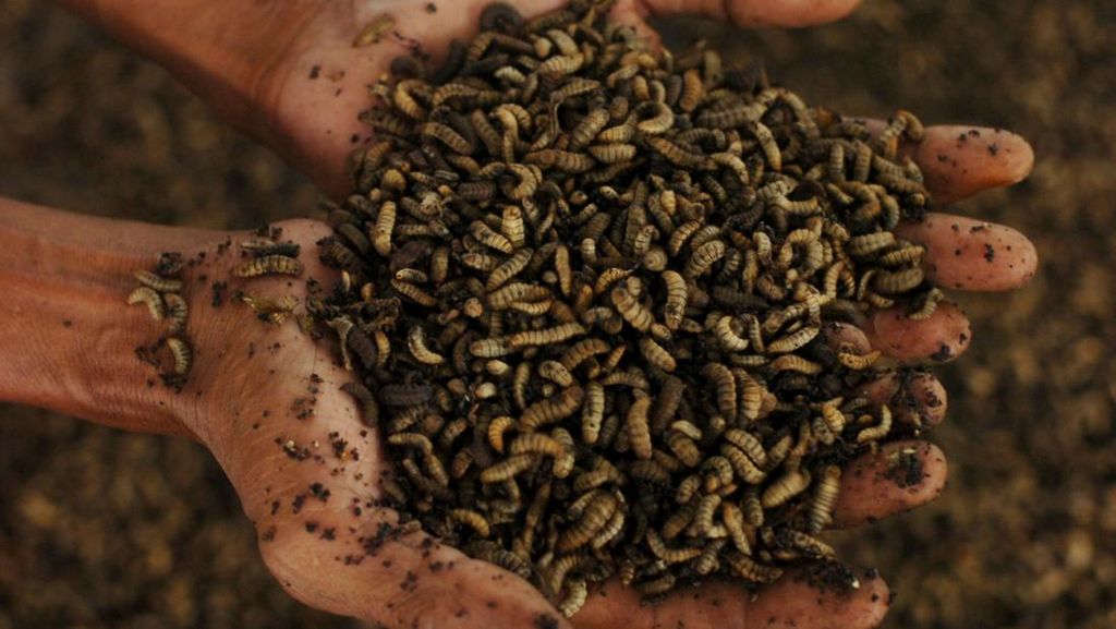 Melihat Budi Daya Maggot di Tegal Melihat Budi Daya Maggot di Tegal