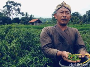 Derita Petani Cabai di Kuningan, Harga Naik Produksi Malah Berkurang Derita Petani Cabai di Kuningan, Harga Naik Produksi Malah Berkurang