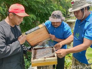 Manisnya Madu Klanceng dan Pesona Mangrove Indramayu Manisnya Madu Klanceng dan Pesona Mangrove Indramayu
